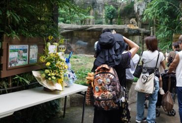 【旅遊散文】仙台的老虎奶奶