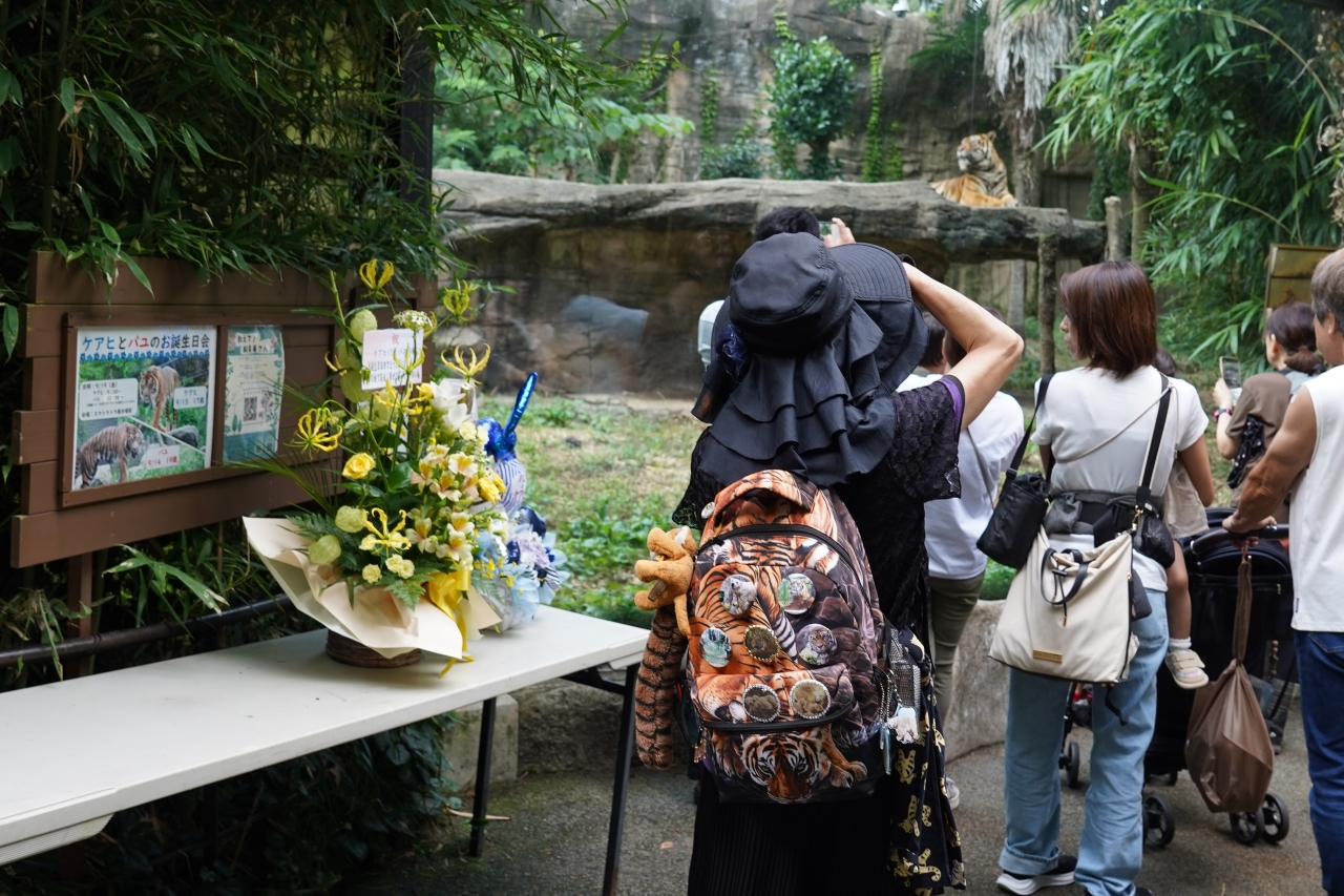 【旅遊散文】仙台的老虎奶奶